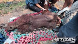Orangutan Jantan Ditemukan Lemah di Kebun Sawit Ketapang, Dievakuasi BKSDA dan YIARI